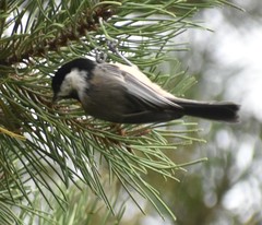 Poecile atricapillus