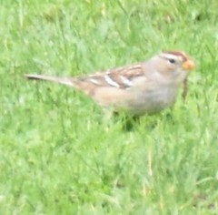 Zonotrichia leucophrys