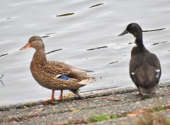 Anas platyrhynchos domesticus