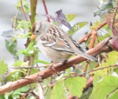 Zonotrichia leucophrys