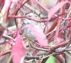 Zonotrichia albicollis