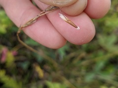 Helictochloa hookeri