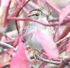 Zonotrichia albicollis