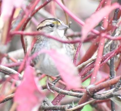 Zonotrichia albicollis