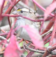 Zonotrichia albicollis