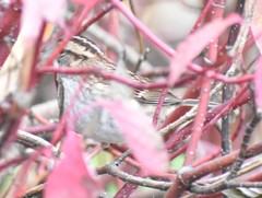 Zonotrichia albicollis