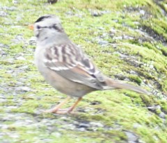 Zonotrichia leucophrys