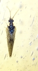 Sympherobius barberi