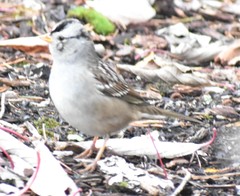 Zonotrichia leucophrys