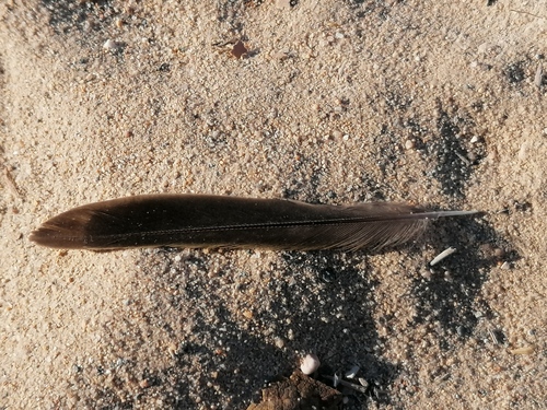 Plume de Pipit farlouse