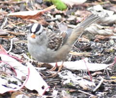 Zonotrichia leucophrys