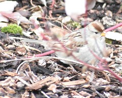 Zonotrichia leucophrys