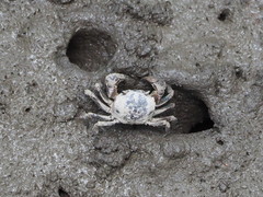 Pseudohelice subquadrata