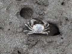 Pseudohelice subquadrata