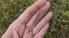 Helictochloa hookeri