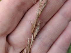 Helictochloa hookeri