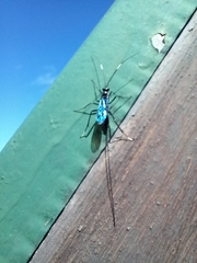 Dotocryptus bellicosus