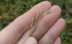 Helictochloa hookeri