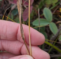 Helictochloa hookeri