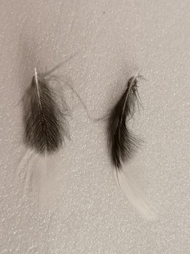 Plume de Pipit farlouse