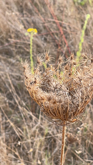 Daucus carota