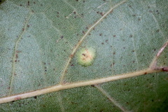 Polystepha pustuloides