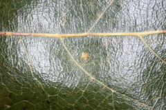 Polystepha pustuloides