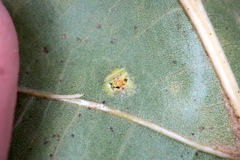 Polystepha pustuloides