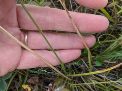Helictochloa hookeri
