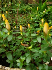 Portulaca umbraticola