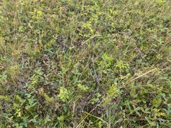 Helictochloa hookeri