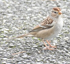Zonotrichia leucophrys