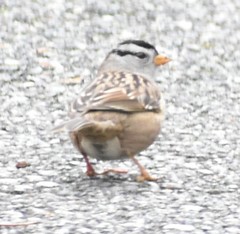 Zonotrichia leucophrys