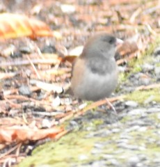 Junco hyemalis