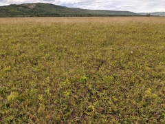 Helictochloa hookeri