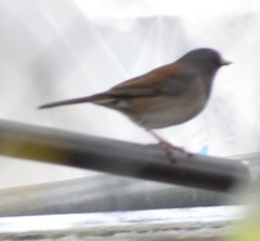 Junco hyemalis