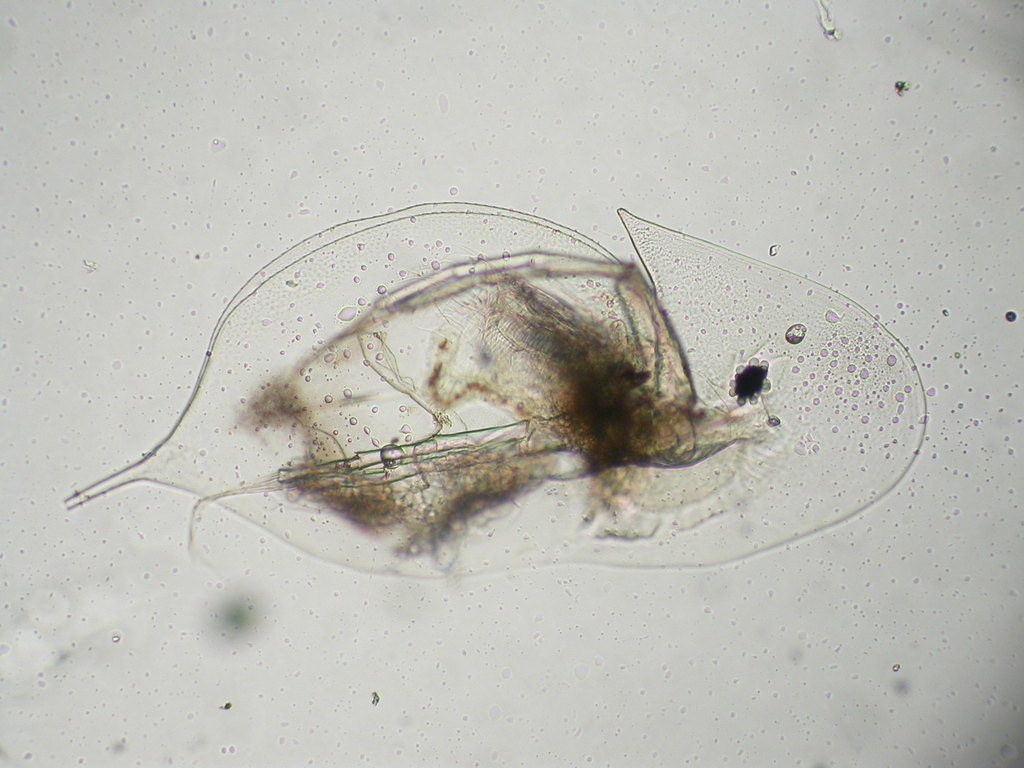 Arctic waterflea