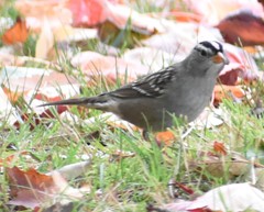 Zonotrichia leucophrys
