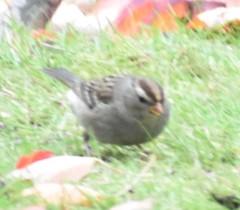 Zonotrichia leucophrys