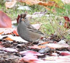 Zonotrichia leucophrys