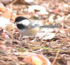 Poecile atricapillus