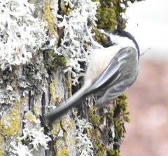 Poecile atricapillus