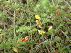 Aspalathus retroflexa