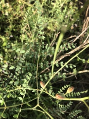 Erythrostemon caudatus