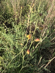 Erythrostemon caudatus