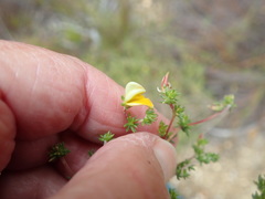 Aspalathus retroflexa