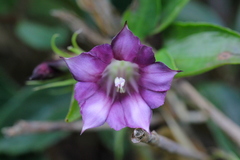 Tripterospermum nienkui