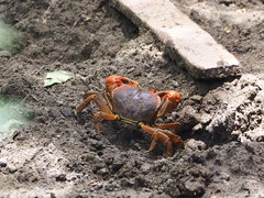 Chasmagnathus convexus