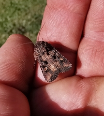 Tycomarptes inferior