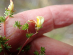 Aspalathus retroflexa
